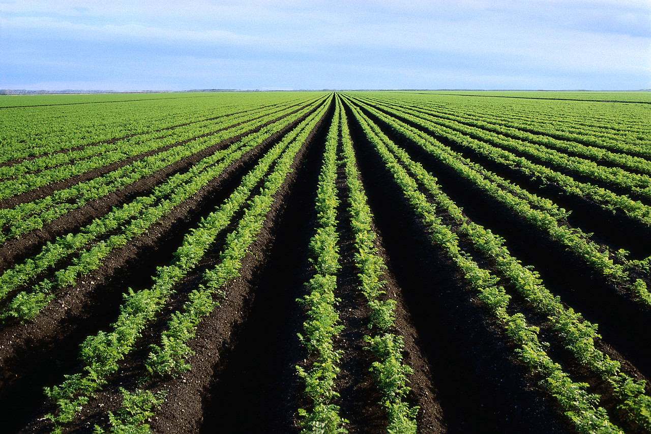 Farm field