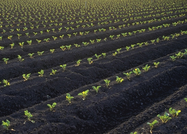 field of crops planted in rows